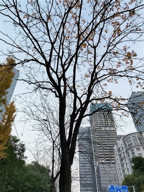 等雨来|等雨来